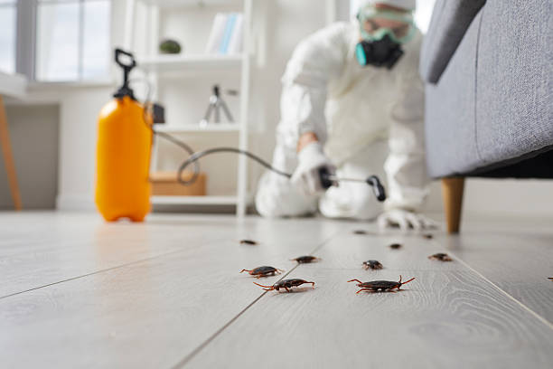 Commercial Kitchen Cockroach Control in Lincolnwood